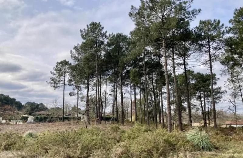 Terrain à bâtir à Brach