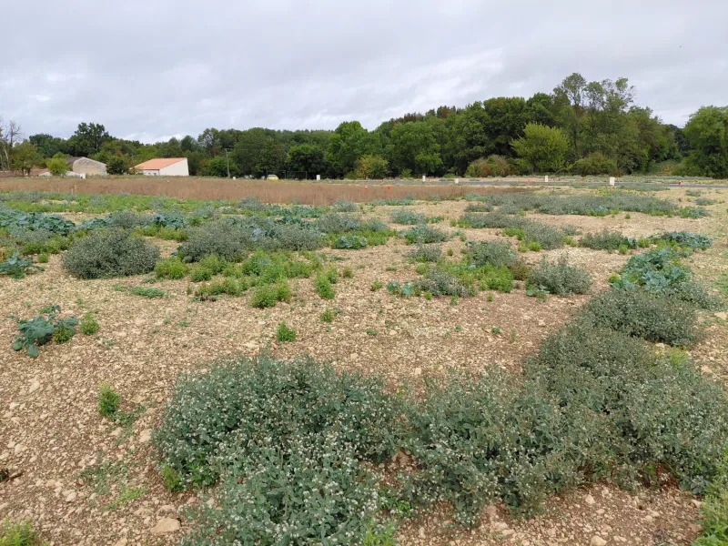 Terrain à bâtir à Tonnay-Boutonne