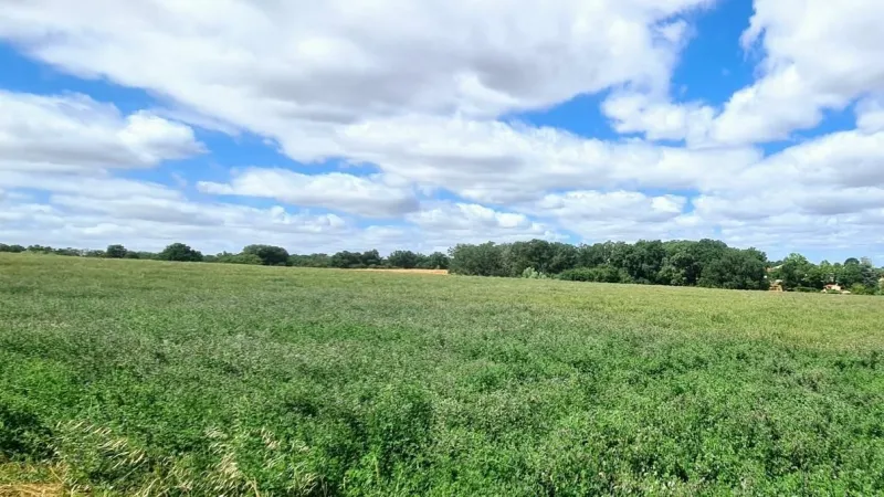 Terrain à bâtir à Auzielle