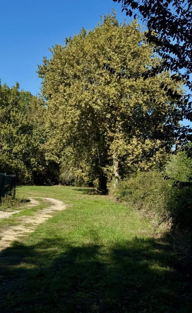 Terrain à bâtir à Moulis-en-Médoc