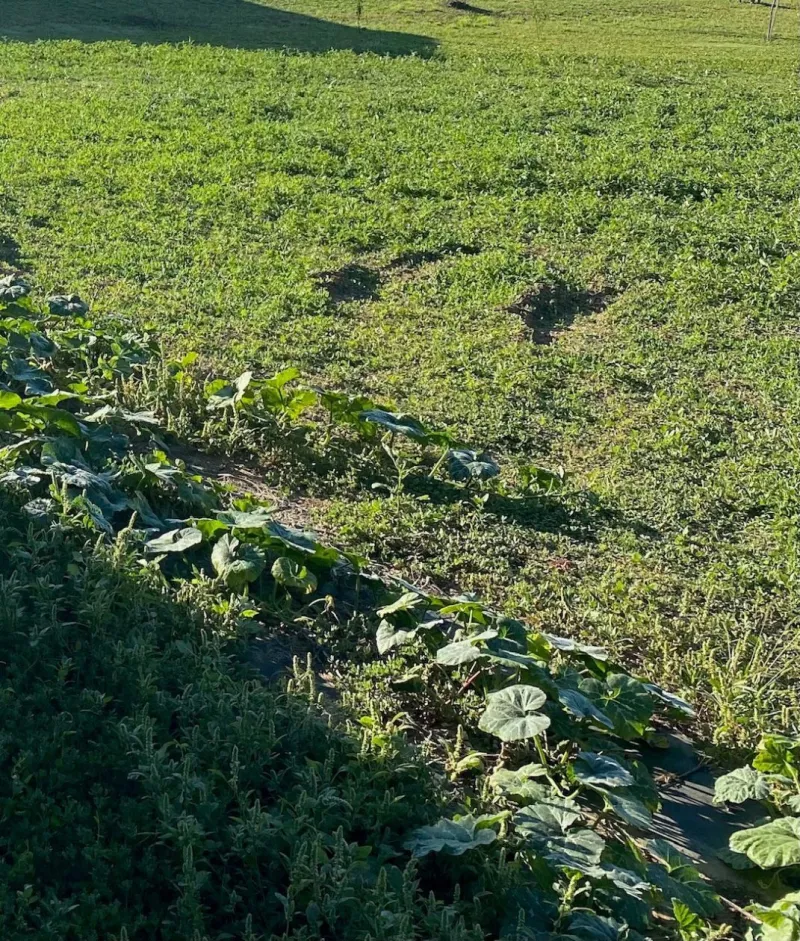 Terrain à bâtir à Petosse