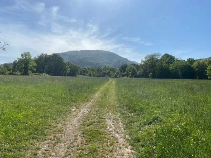 Terrain à bâtir à Wuenheim