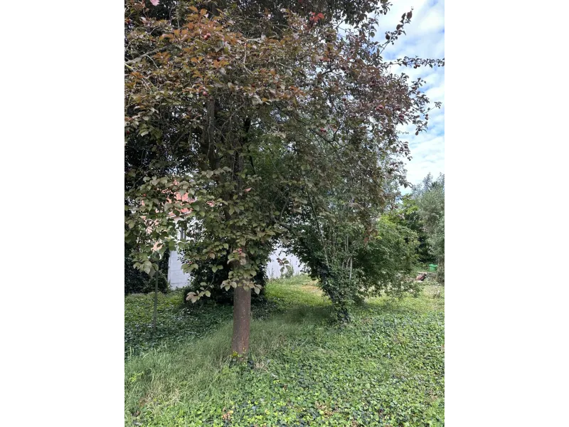 Maison neuve à Villemomble