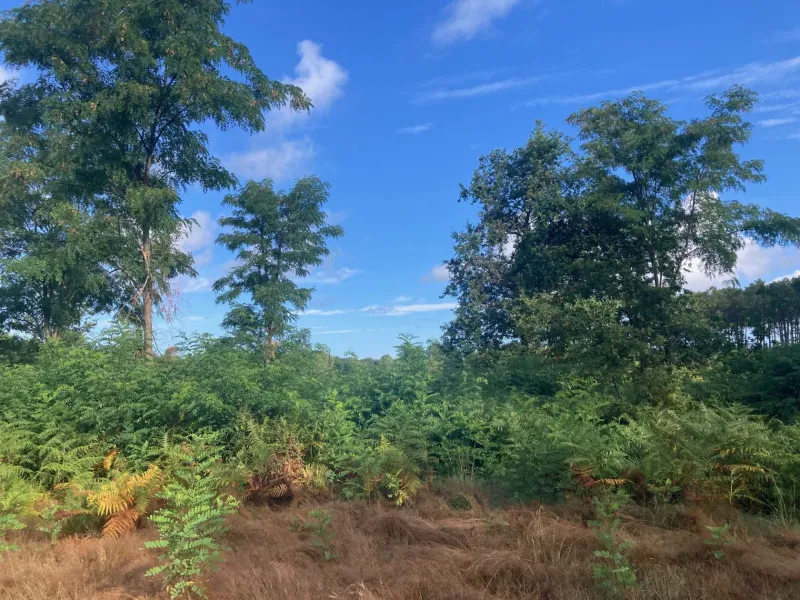 Terrain à bâtir à Salles