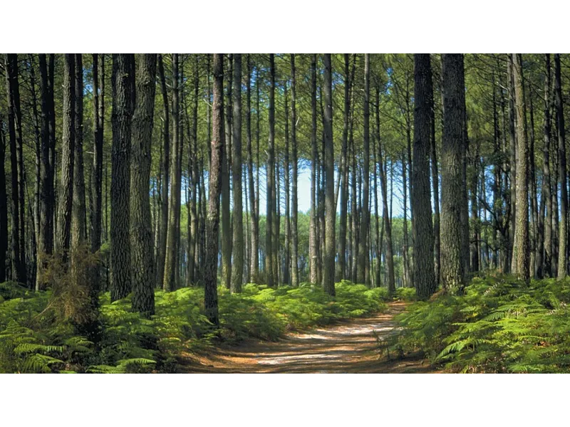 Terrain à bâtir à Pissos
