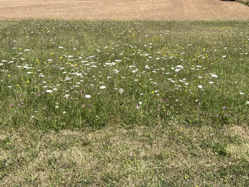 Terrain à bâtir à Courcôme