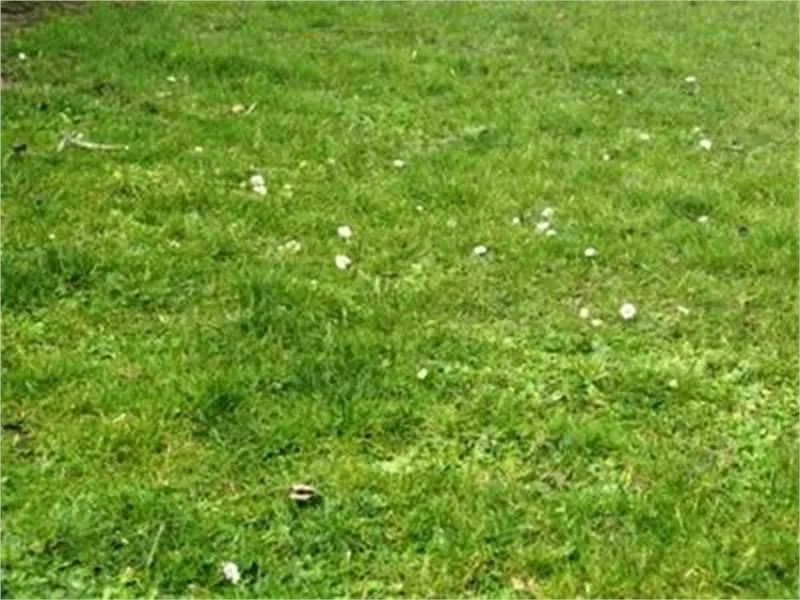 Terrain à bâtir à Petosse