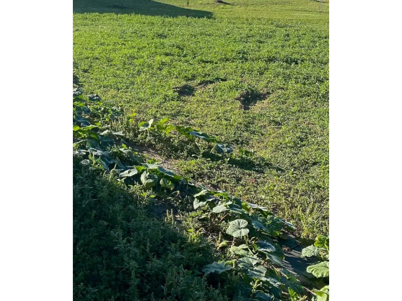 Terrain à bâtir à Petosse