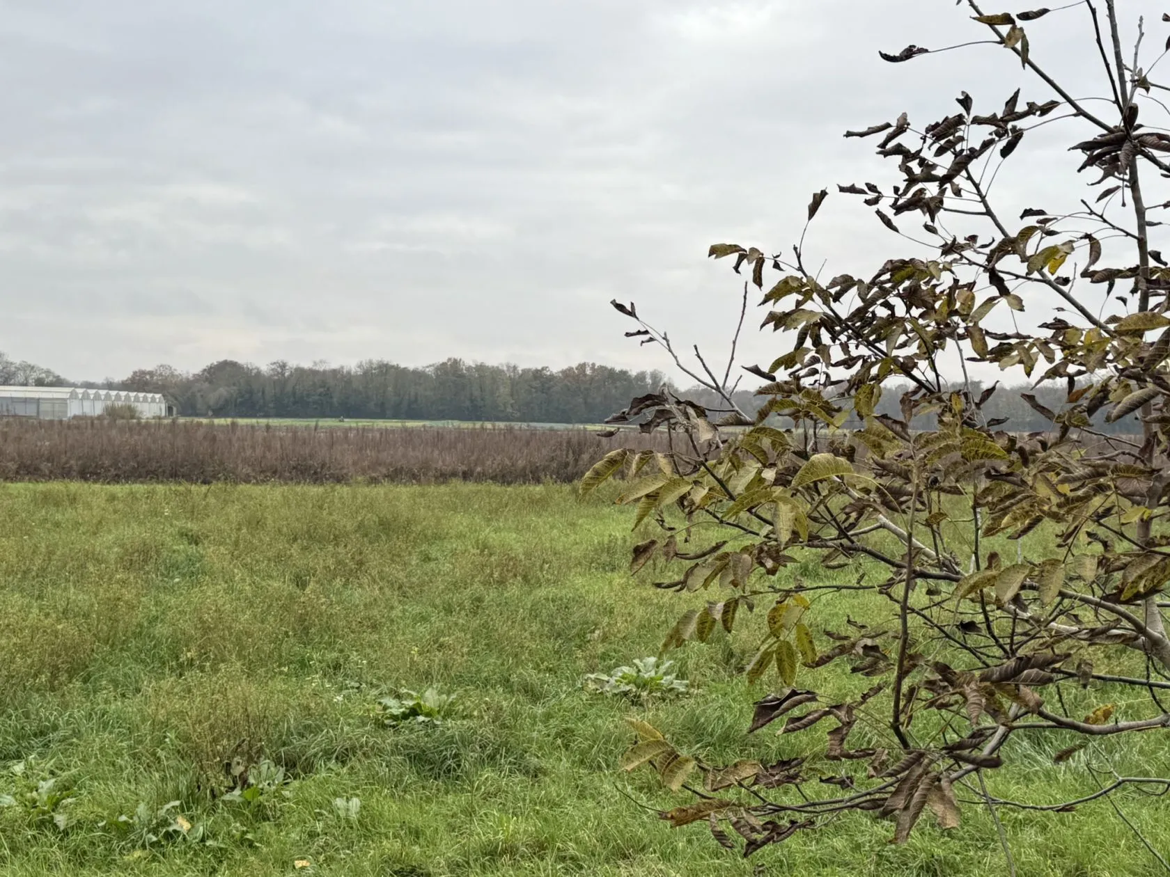 Maison neuve 100 m² à Bindernheim (67600)