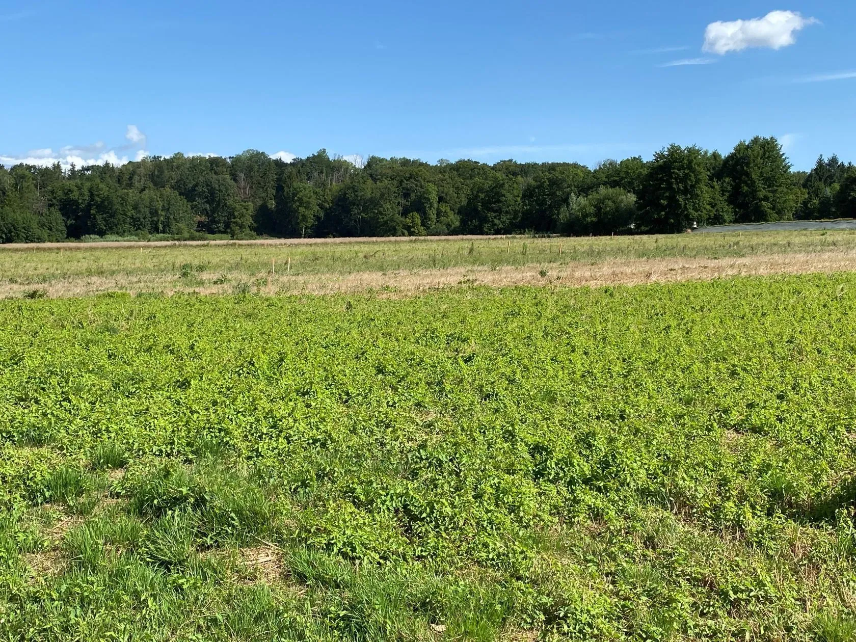 Maison neuve 89 m² à Friesen (68580)
