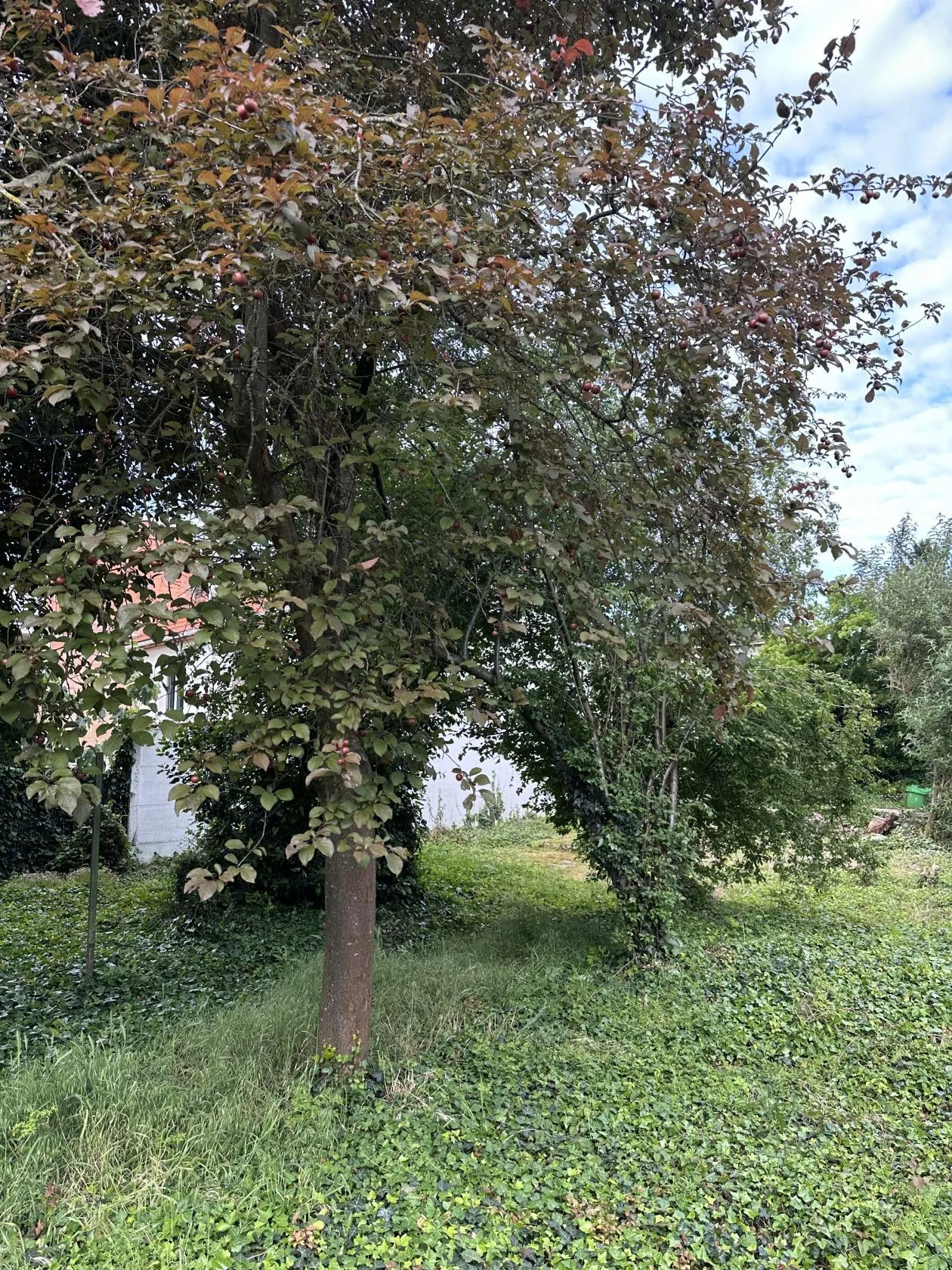 Maison neuve à Villemomble