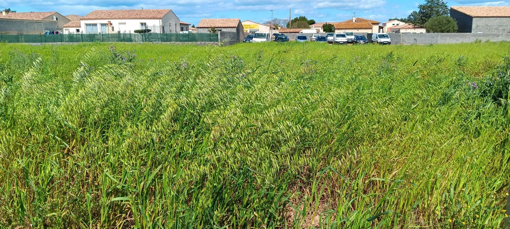 Maison neuve 81 m² à Ginestas (11120)