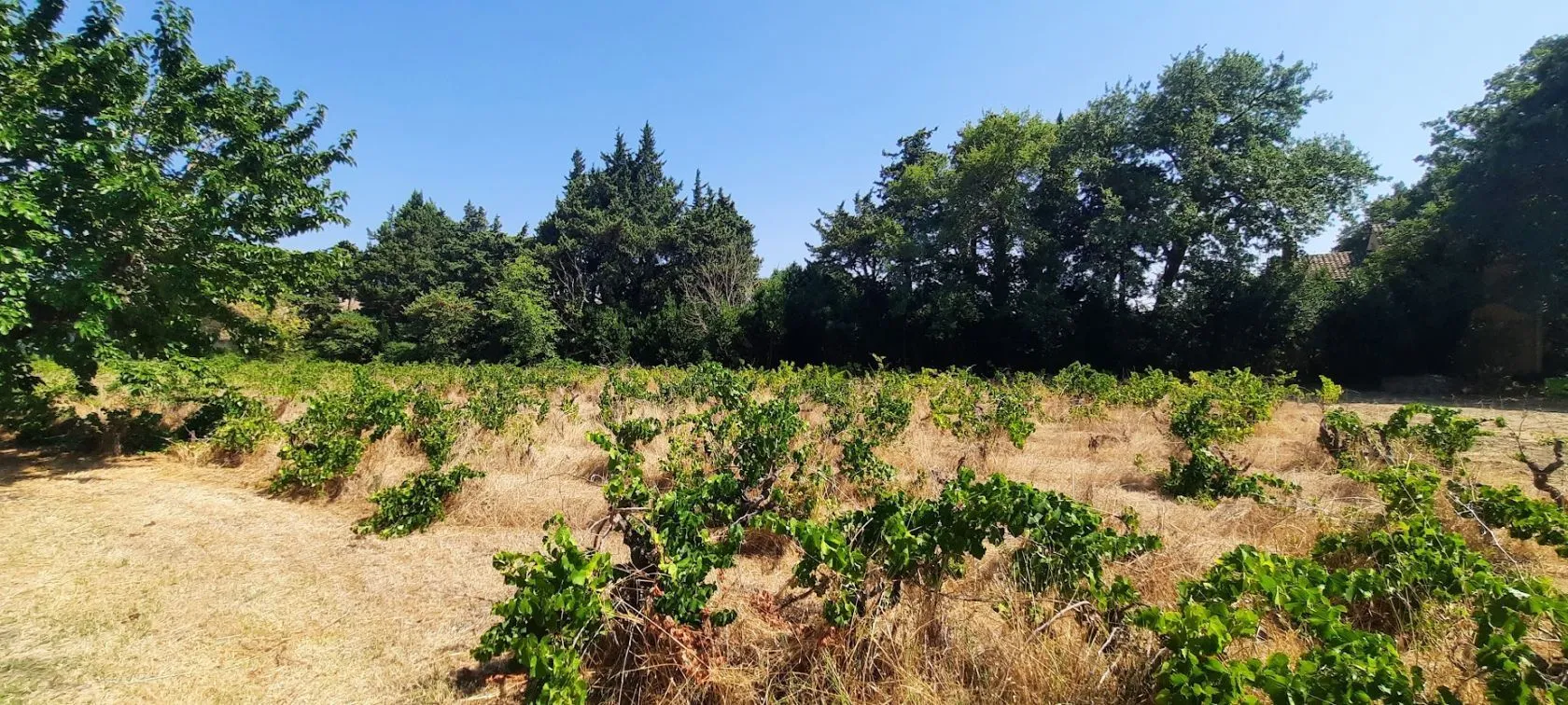 Terrain à bâtir 591 m² à Sainte-Cécile-les-Vignes (84290)