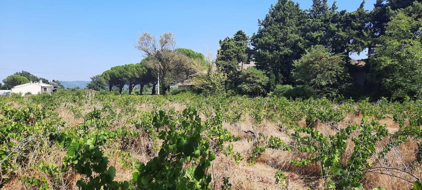 Terrain à bâtir 591 m² à Sainte-Cécile-les-Vignes (84290)