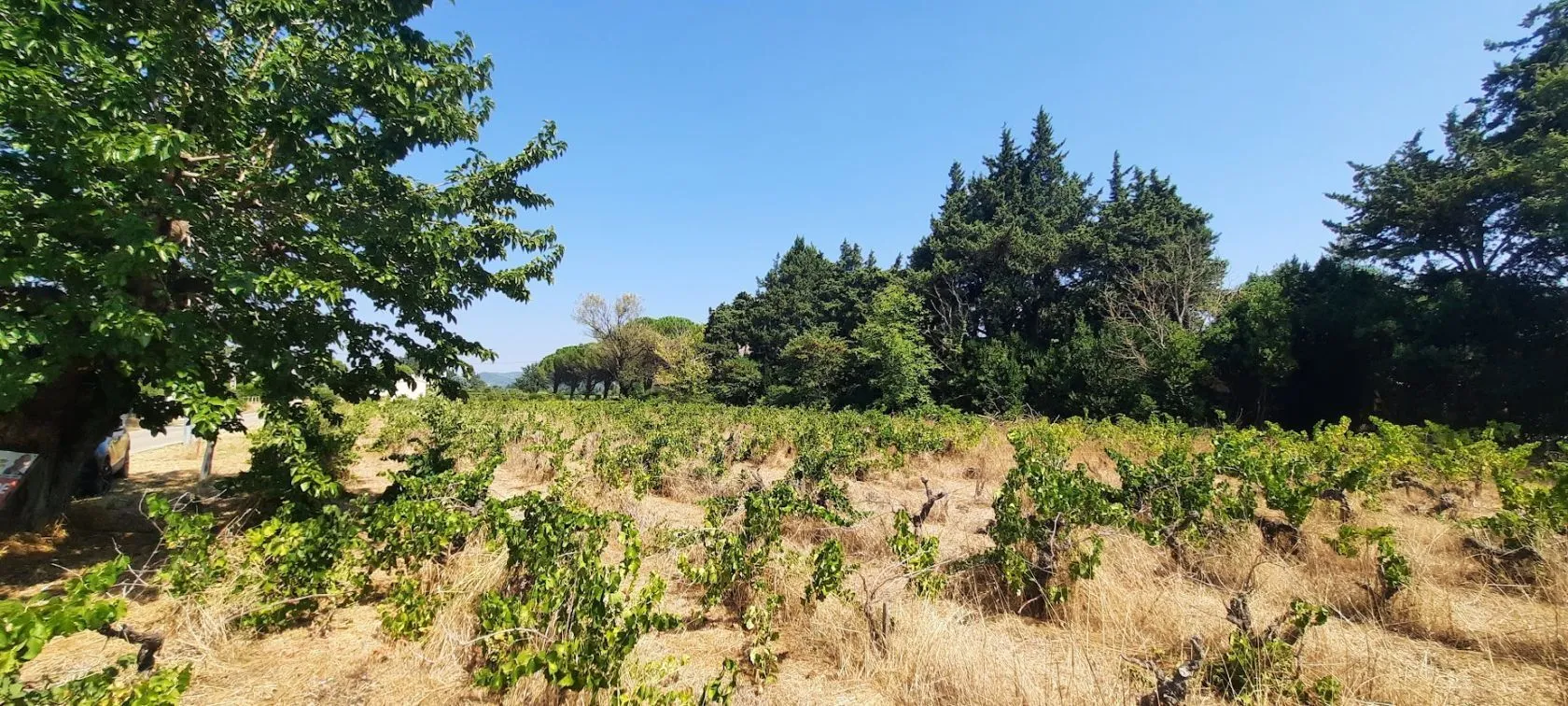 Terrain à bâtir 591 m² à Sainte-Cécile-les-Vignes (84290)