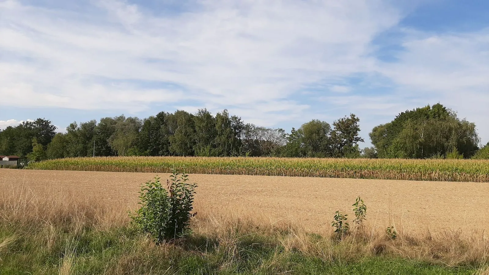 Maison neuve 81 m² à Wittelsheim (68310)