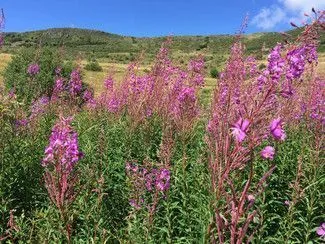 Terrain à bâtir 314 m² à Martres-d'Artière (63430)