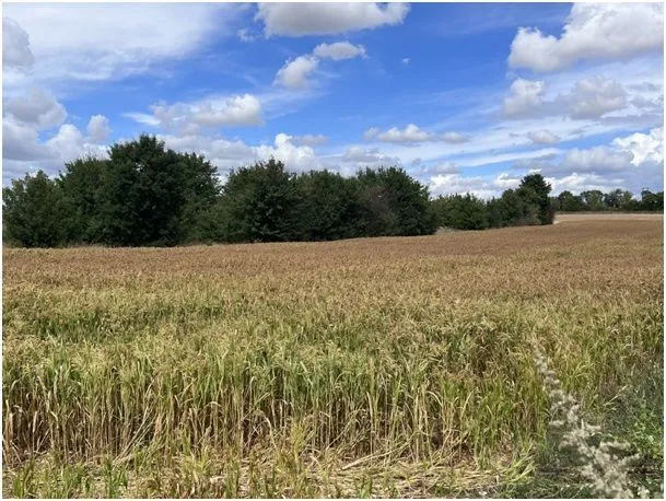 Maison neuve 88 m² à Gond-Pontouvre (16160)