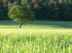 terrain à construire disponible à SONCHAMP