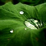 récupérer l'eau de pluie