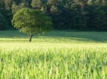 terrain à bâtir