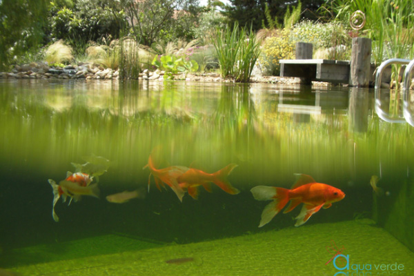 piscine Aquaverde