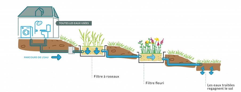 phytoépuration